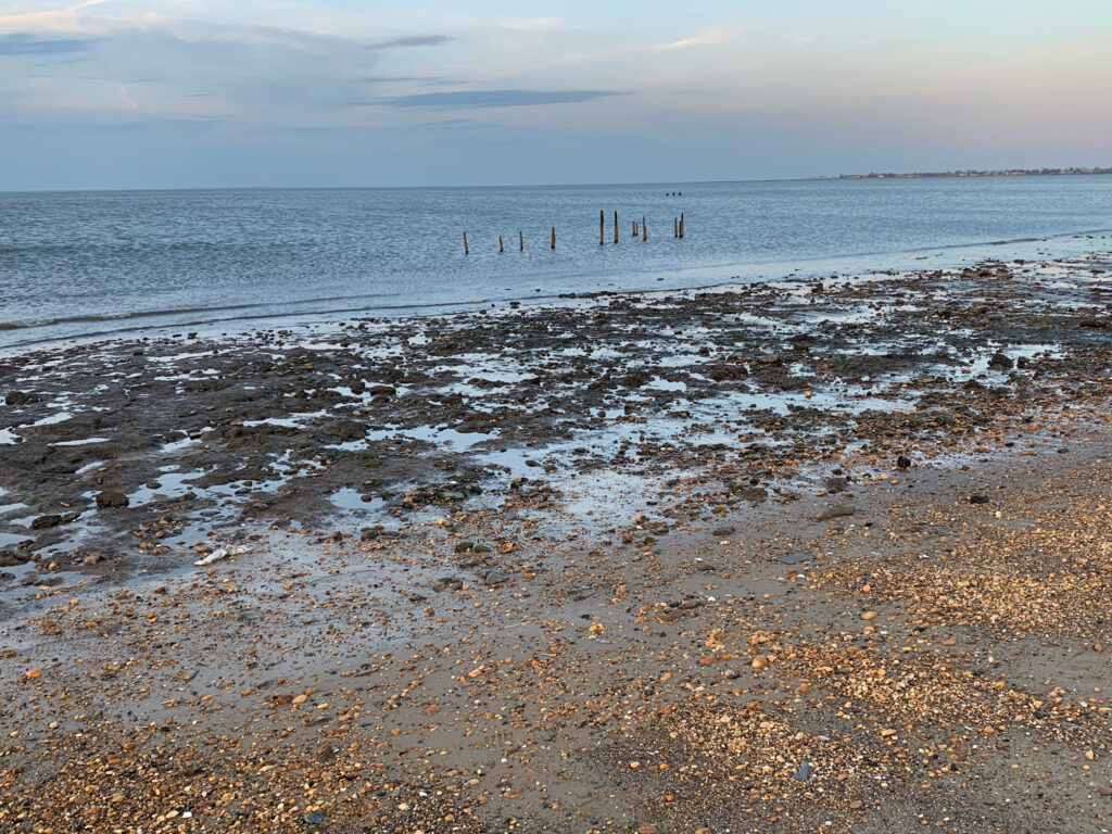 a beach with a group of birds (MyCoast AI)