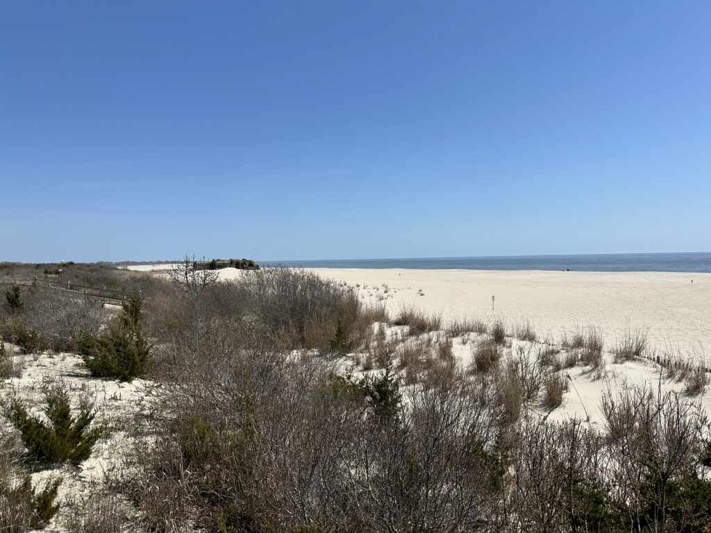 a field of dry grass (MyCoast AI)