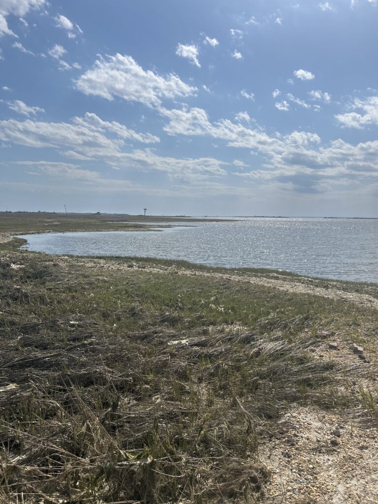 a grassy area next to a body of water (MyCoast AI)