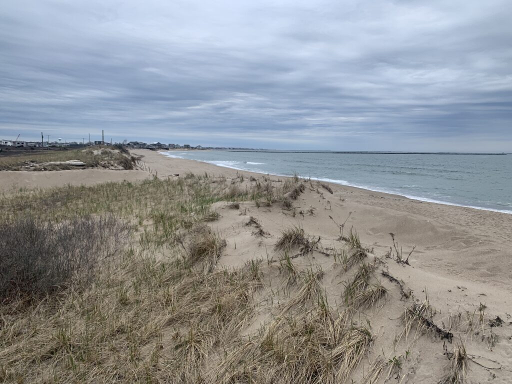 a sandy beach with plants and water (MyCoast AI)