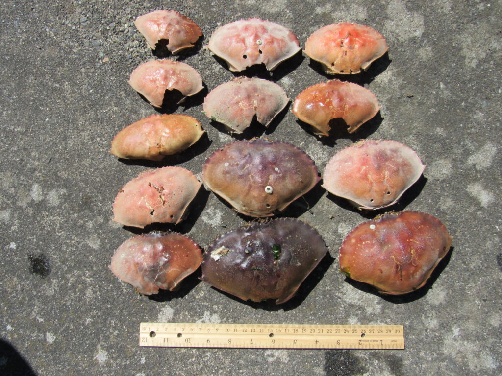 a group of round objects (MyCoast AI)