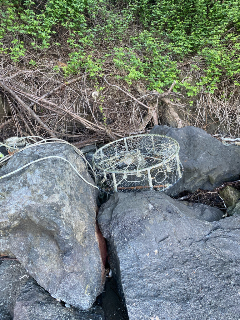 a snake on a rock (MyCoast AI)