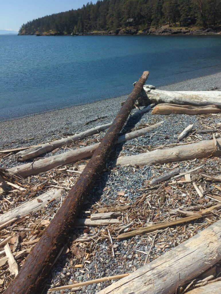 a group of logs on a beach (MyCoast AI)