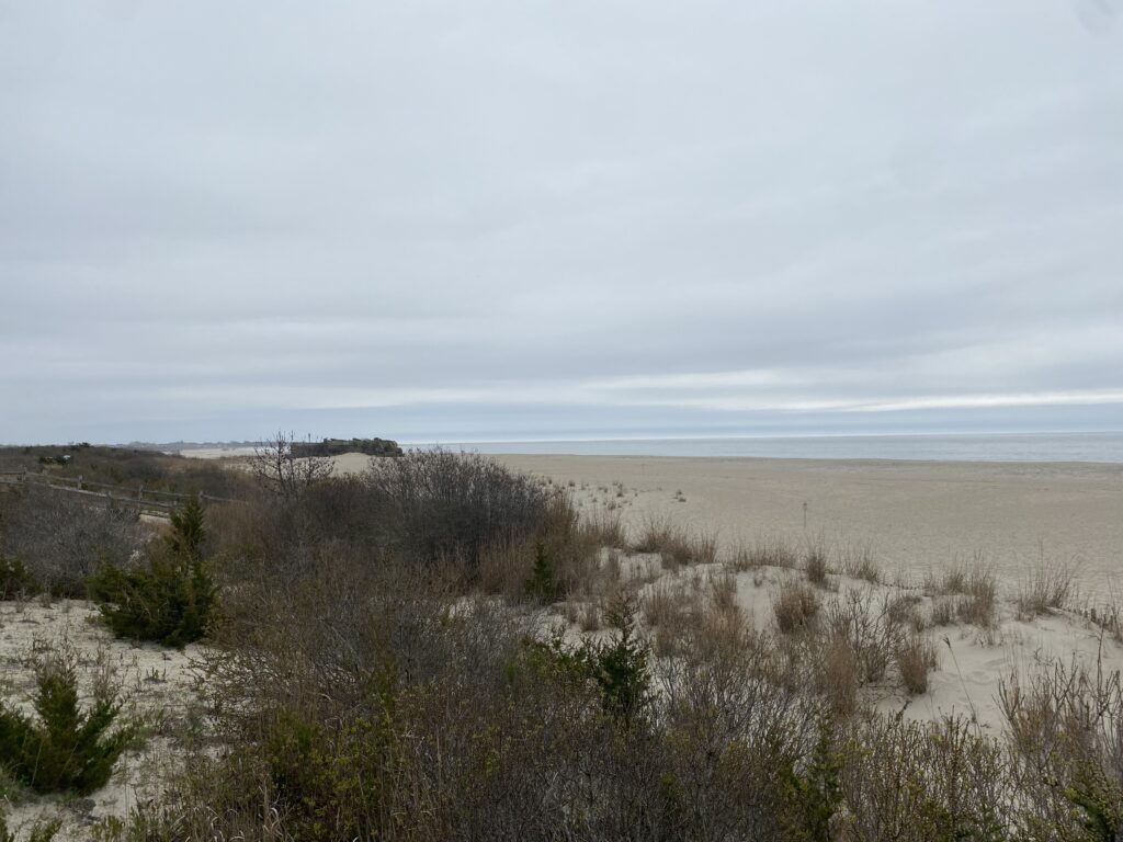 a field of dry grass (MyCoast AI)