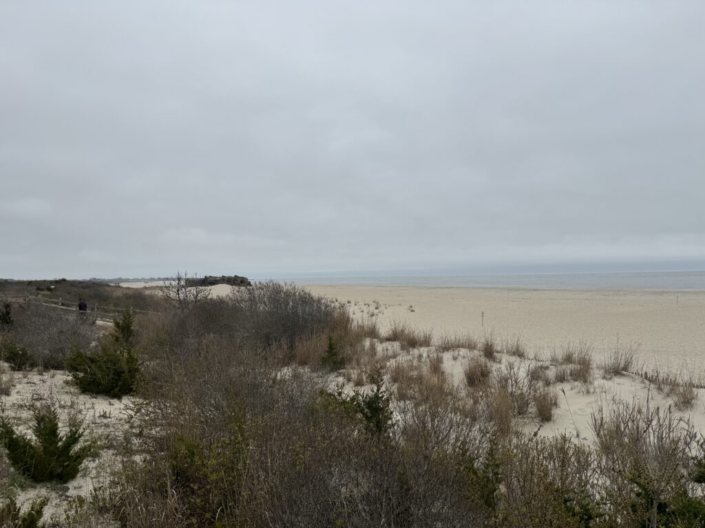 a field of dry grass (MyCoast AI)