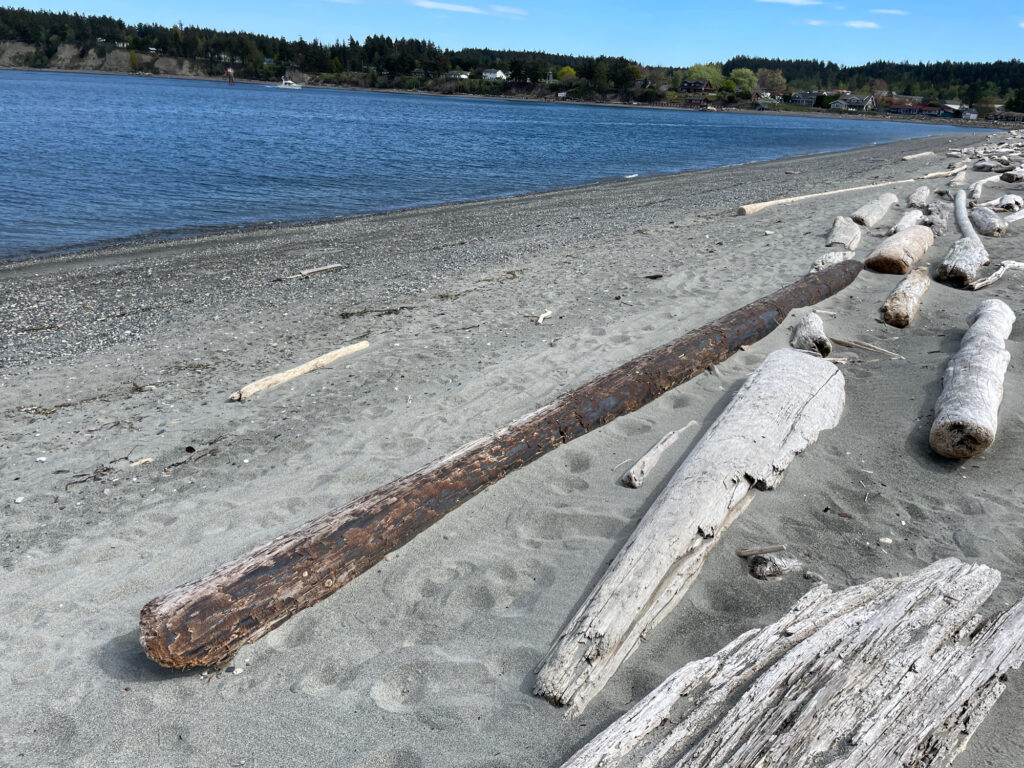 a group of logs on a beach (MyCoast AI)