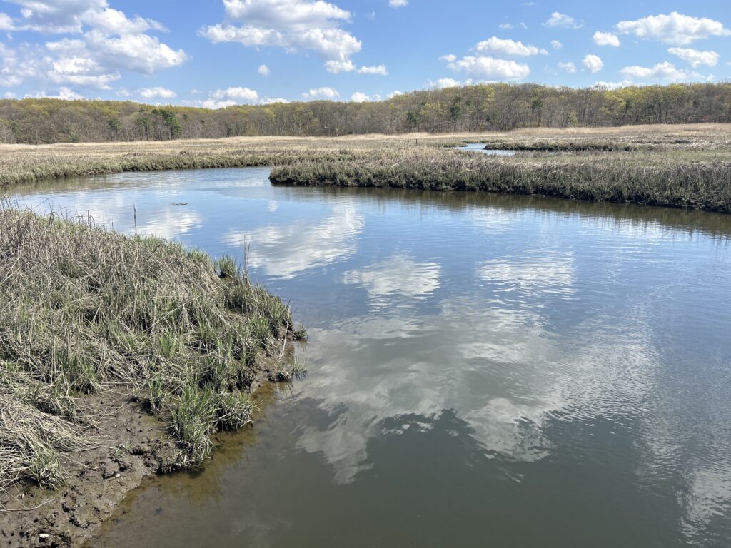 a body of water with plants and trees around it (MyCoast AI)