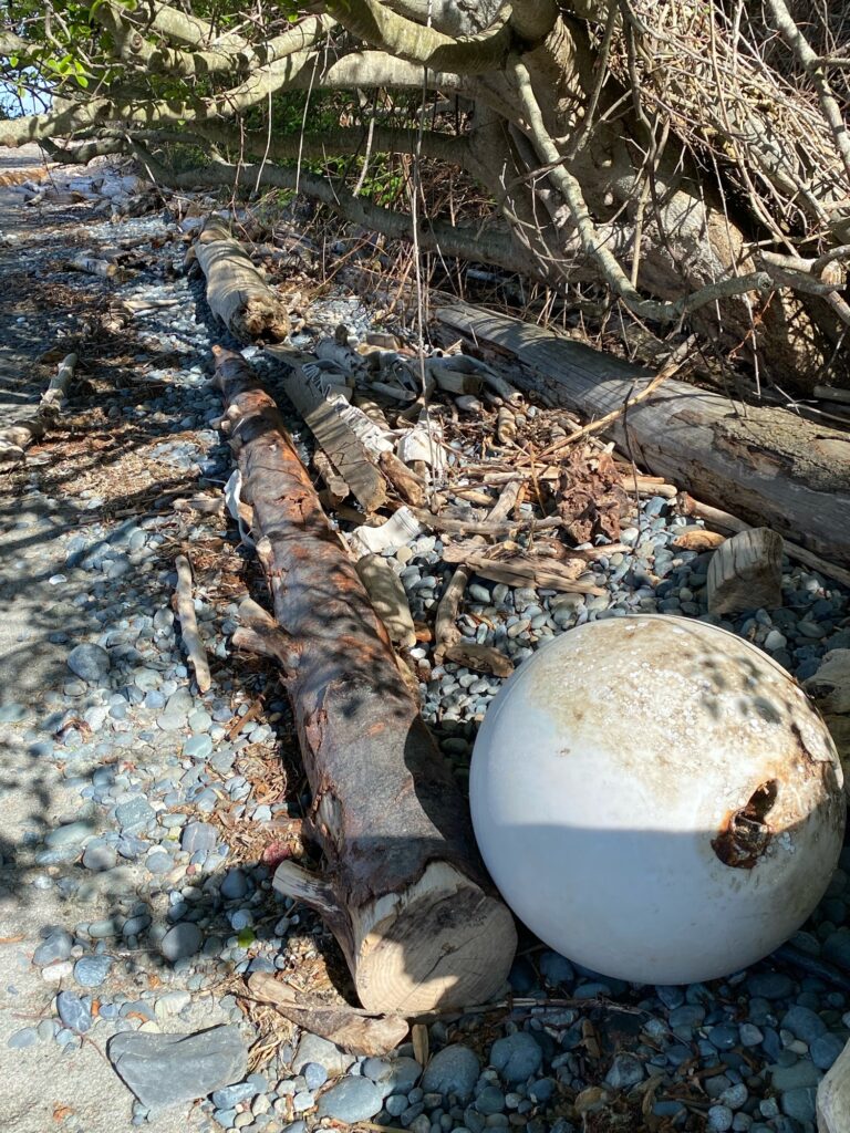 a rock on the ground (MyCoast AI)