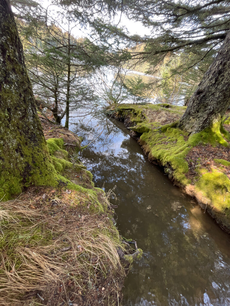 a stream in a forest (MyCoast AI)