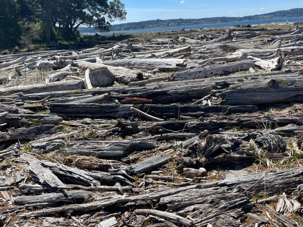 a pile of wood (MyCoast AI)