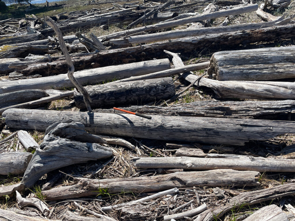 a pile of cut down trees (MyCoast AI)