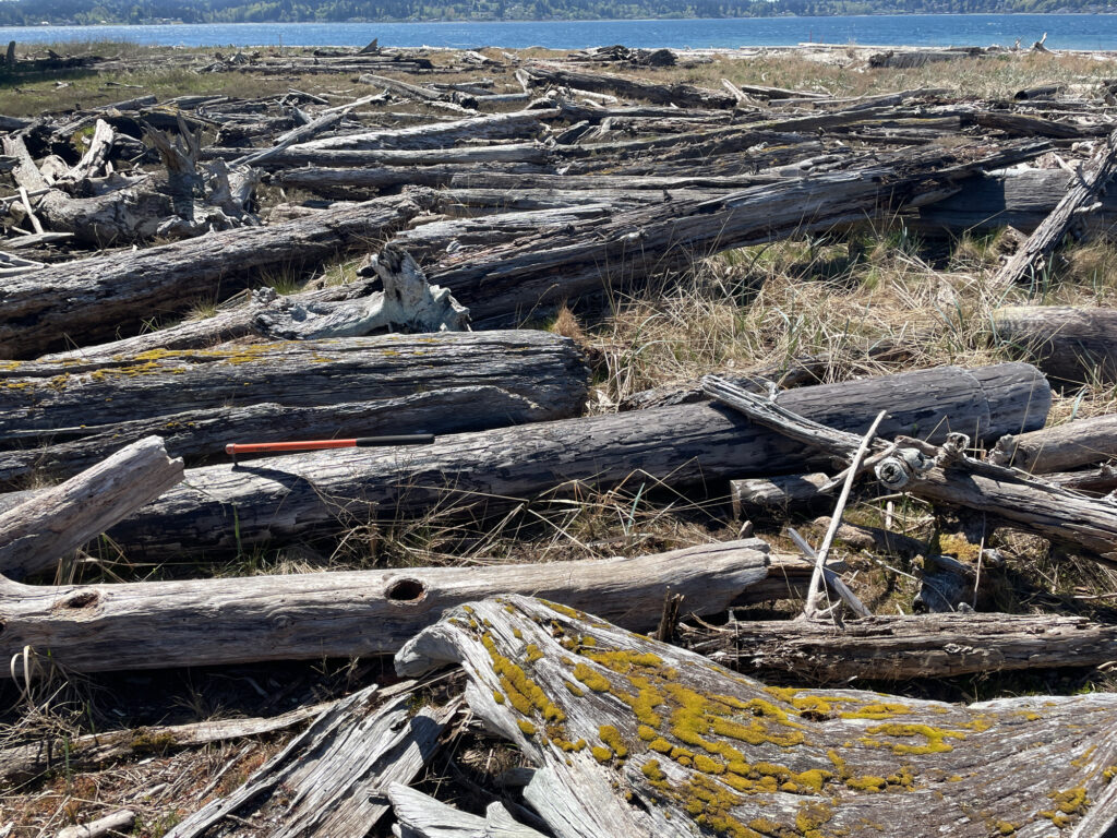 a pile of wood on a beach (MyCoast AI)