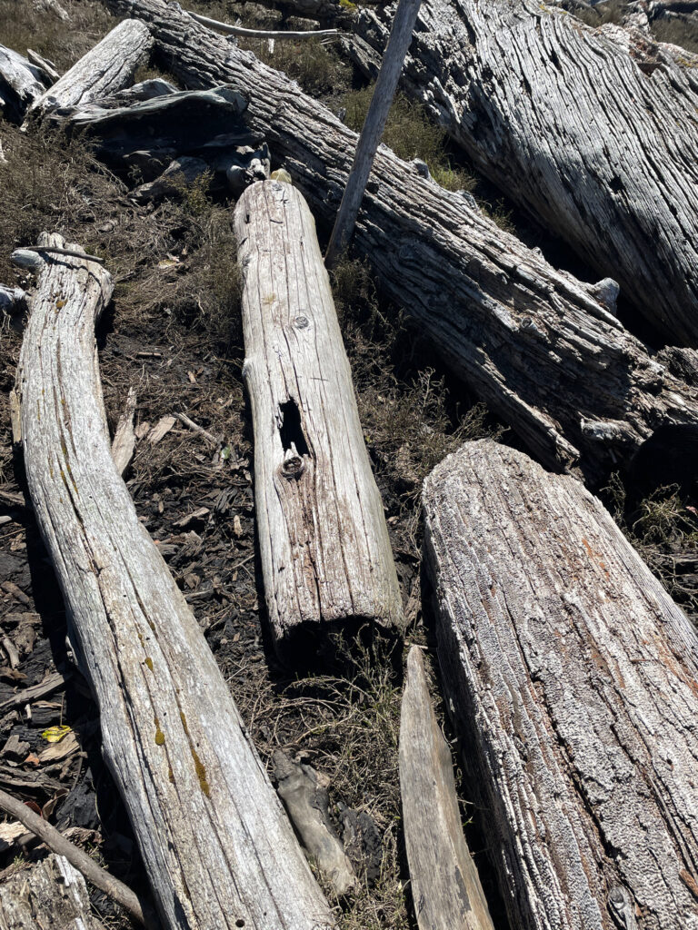 a group of logs (MyCoast AI)