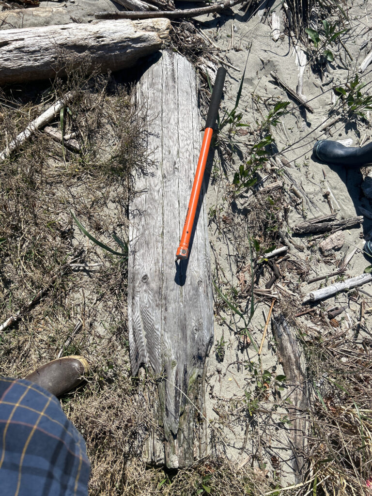 a knife stuck in a tree (MyCoast AI)