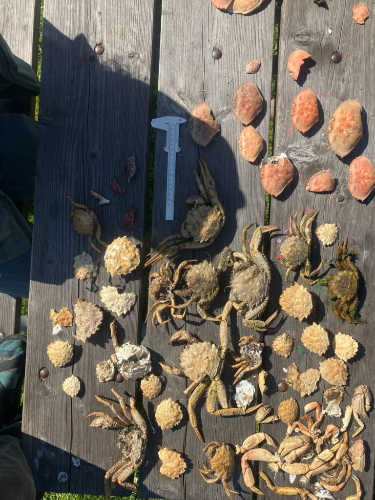 a group of wood pieces (MyCoast AI)