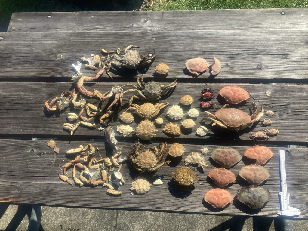 a group of turtles on a wood deck (MyCoast AI)