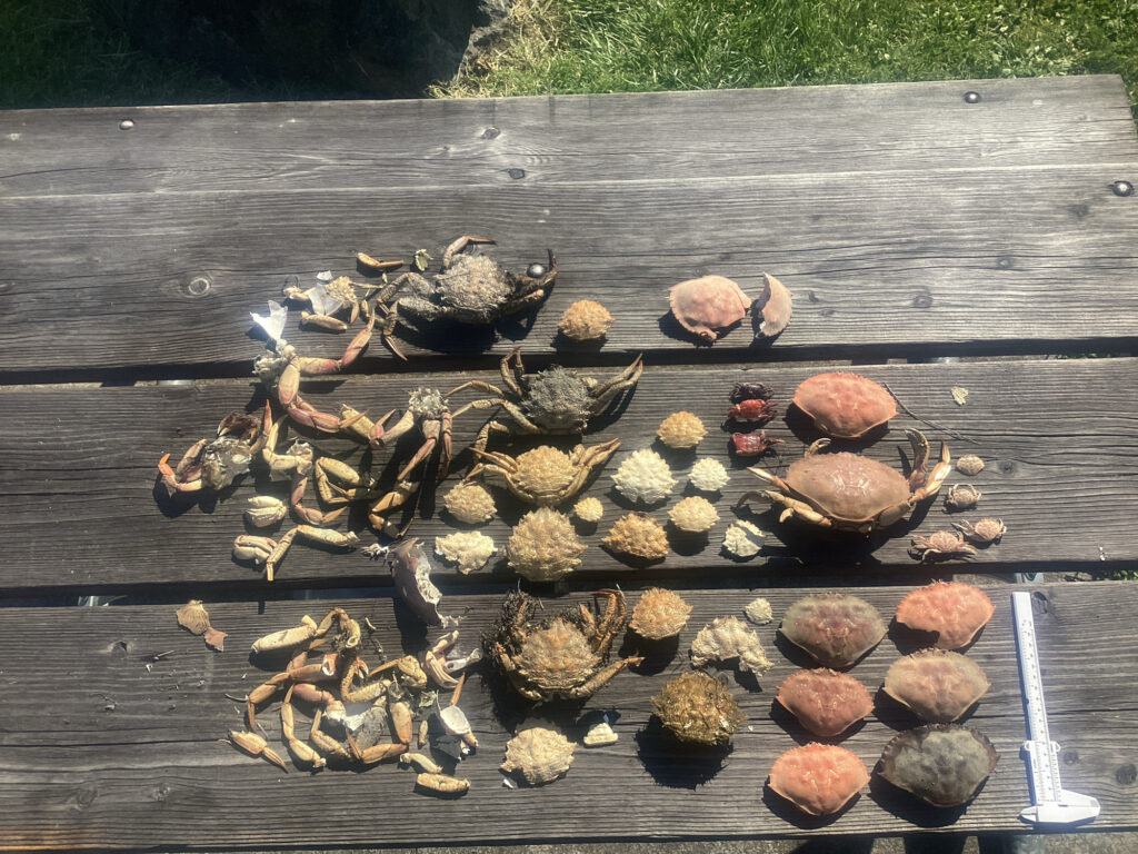 a group of turtles on a wood deck (MyCoast AI)