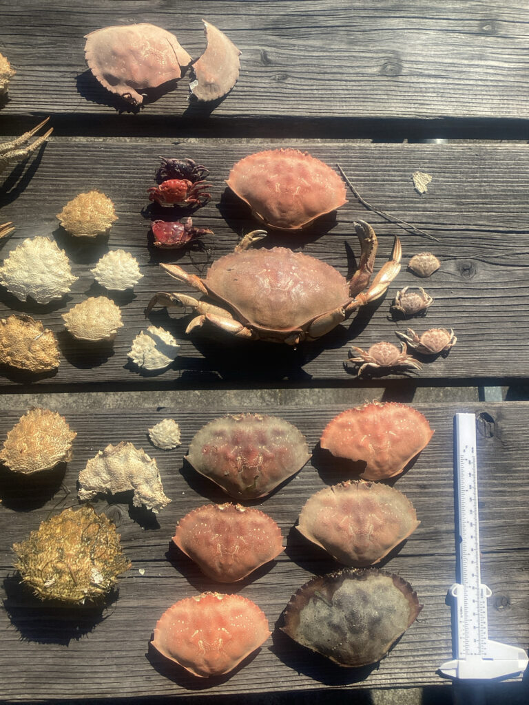 a group of snails on a wood surface (MyCoast AI)