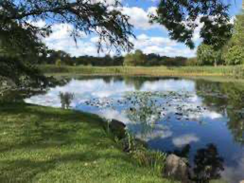 a small pond surrounded by grass and trees (MyCoast AI)
