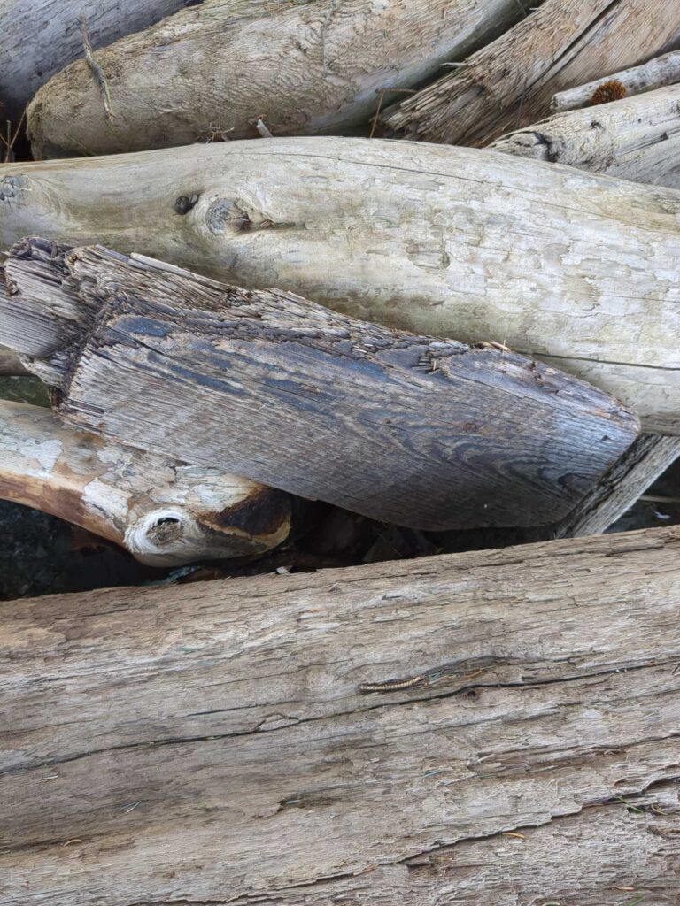a group of alligators in a log (MyCoast AI)
