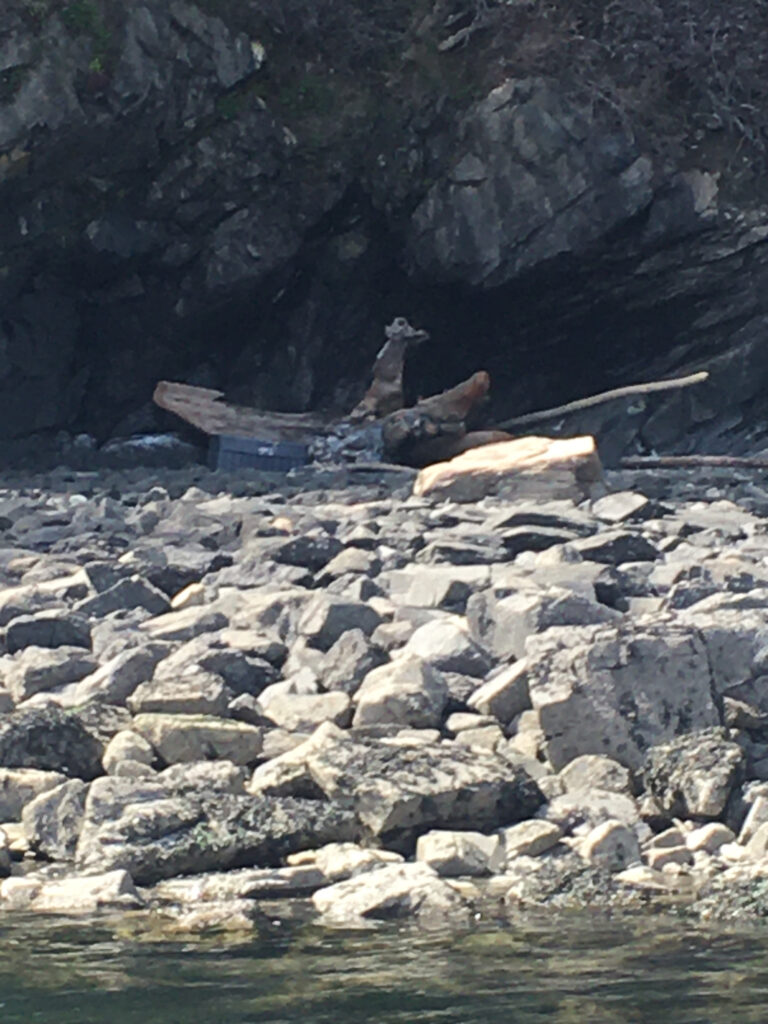a bird sitting on a log in a rocky area (MyCoast AI)