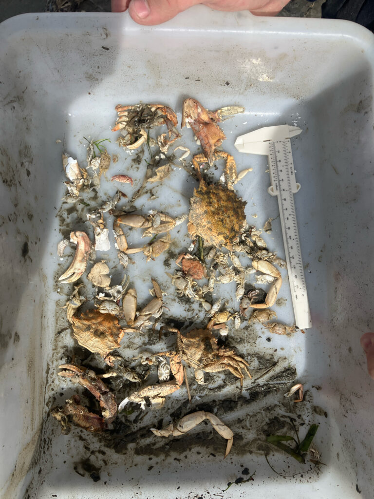 a tray of dried fish (MyCoast AI)