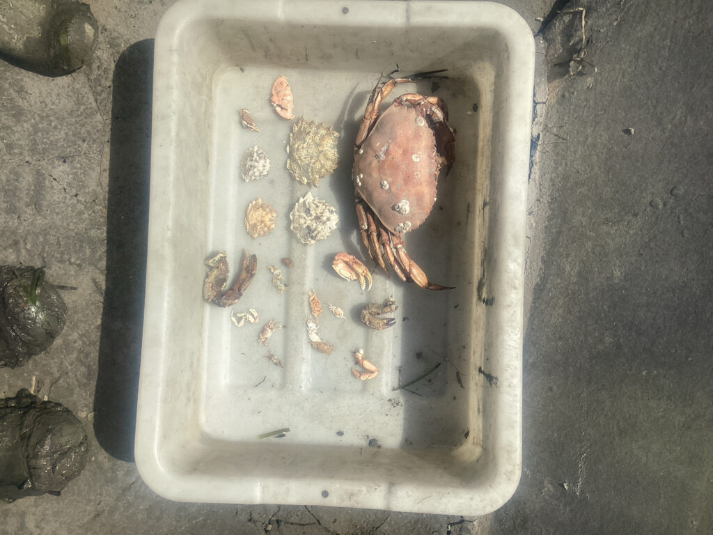 a metal box with a skull and bones in it (MyCoast AI)