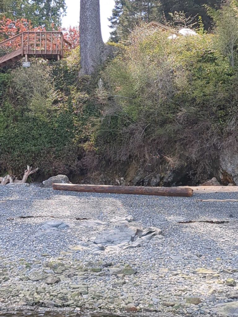 a river with a bridge and trees (MyCoast AI)