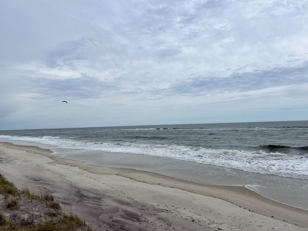a bird flying over a beach (MyCoast AI)