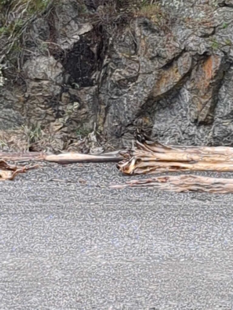 a snake on the ground (MyCoast AI)