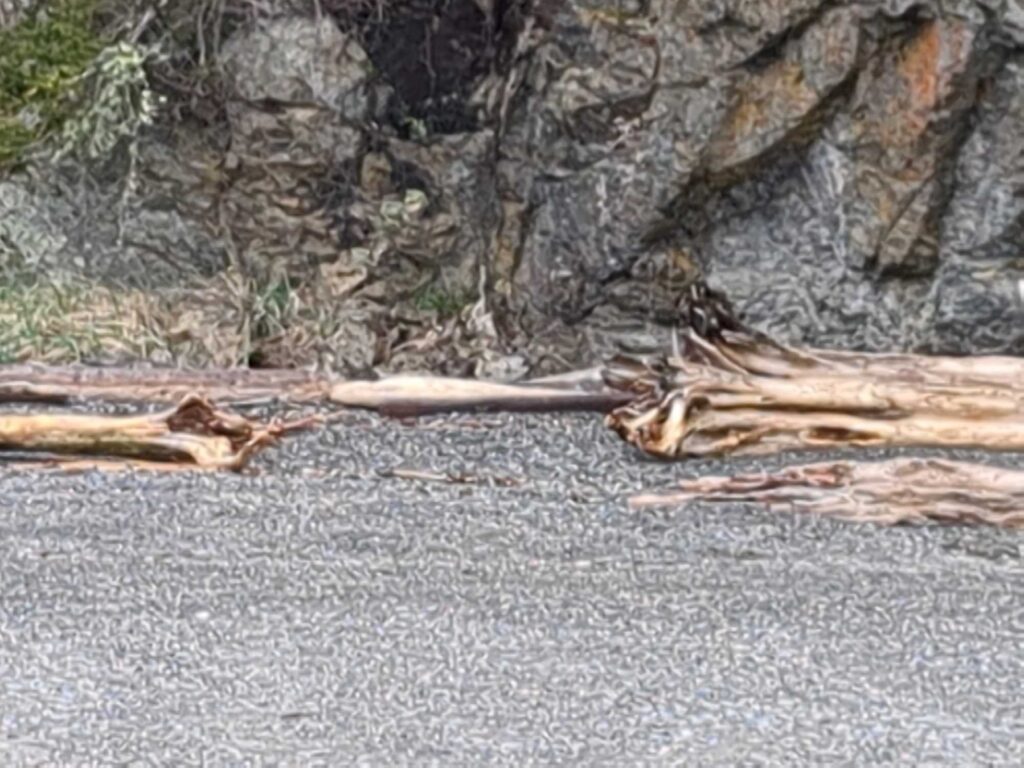 a group of sticks on the ground (MyCoast AI)