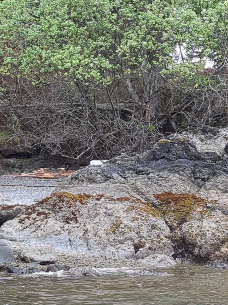 a river with rocks and trees (MyCoast AI)