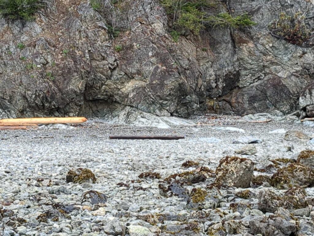 a rocky area with a few logs (MyCoast AI)