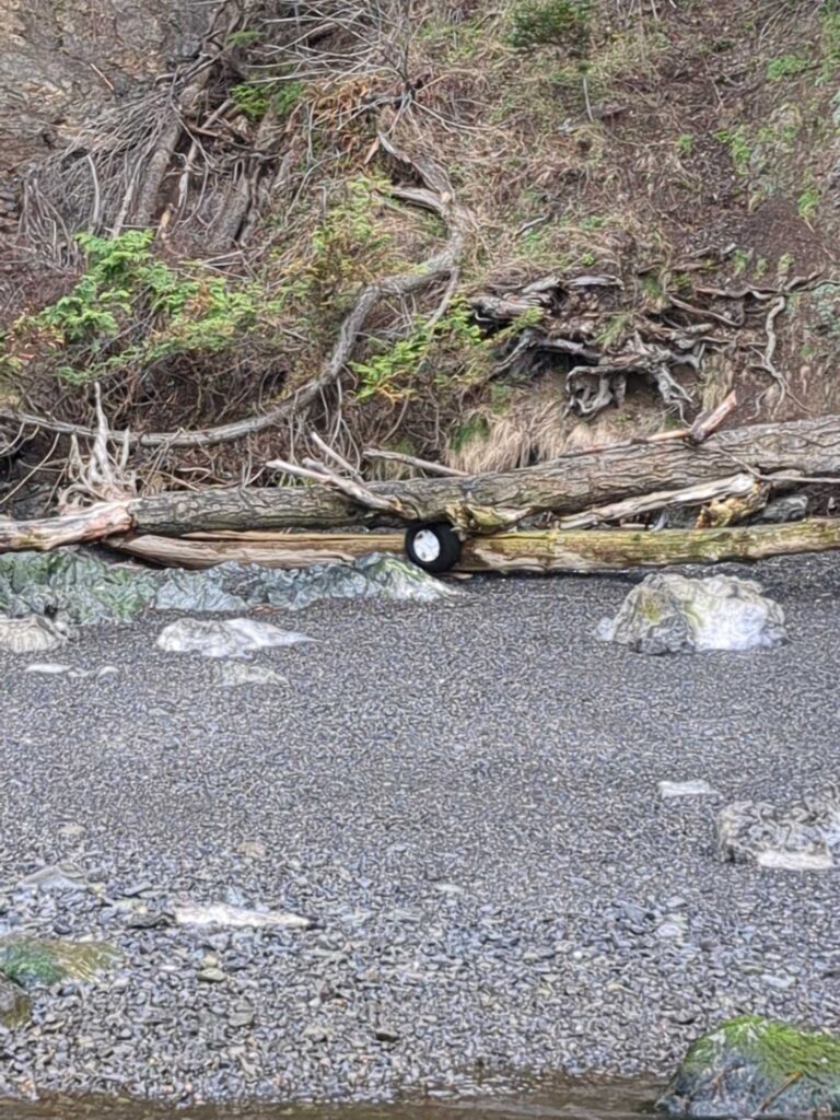 a fallen tree on the ground (MyCoast AI)