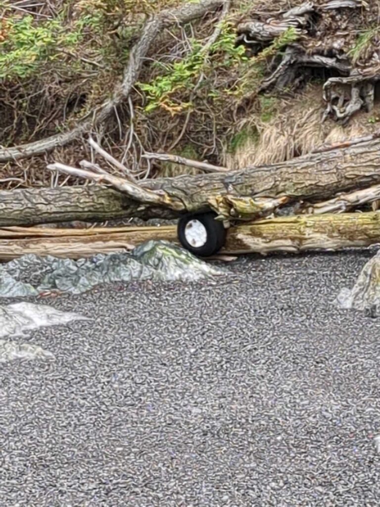 a tree fallen on the ground (MyCoast AI)