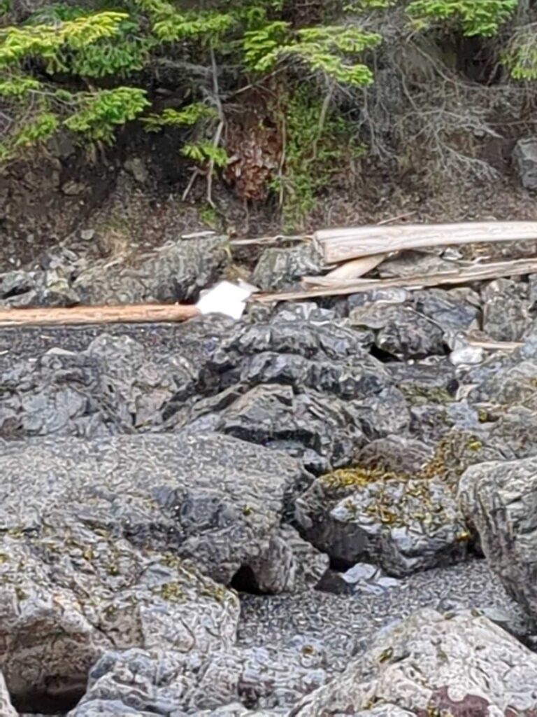 a pile of wood and rocks (MyCoast AI)