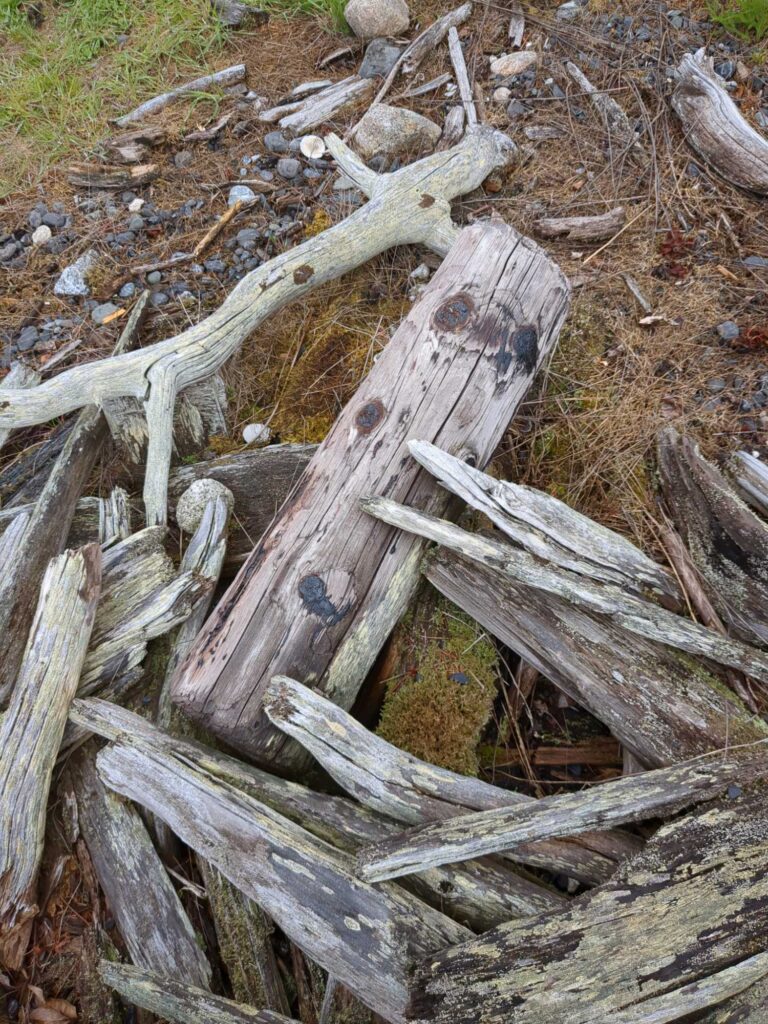 a pile of cut wood (MyCoast AI)