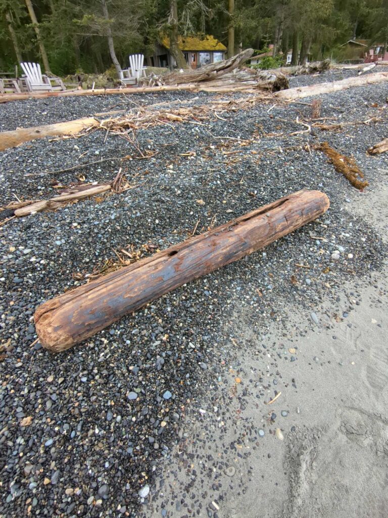 a log on the ground (MyCoast AI)