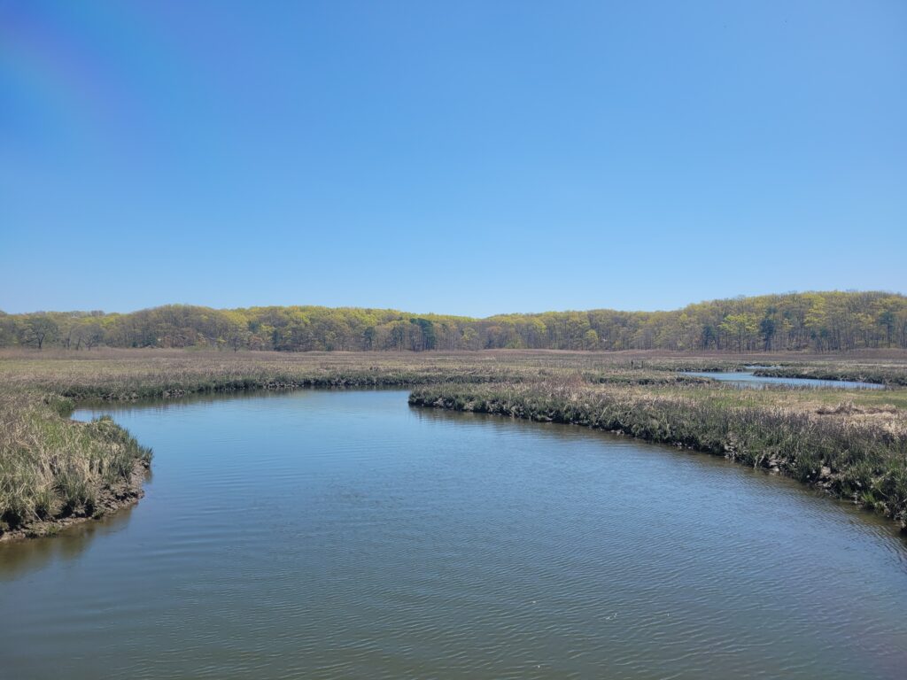 a river with a forest in the background (MyCoast AI)