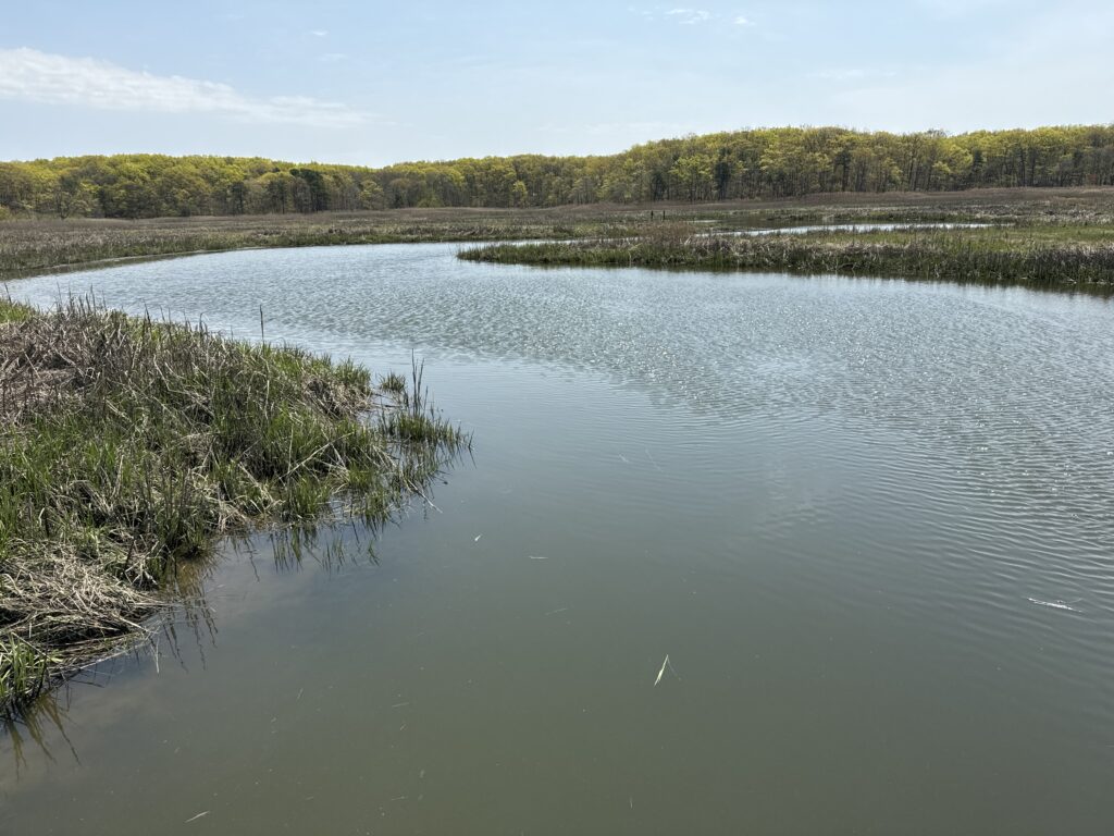 a body of water with plants and trees in the background (MyCoast AI)
