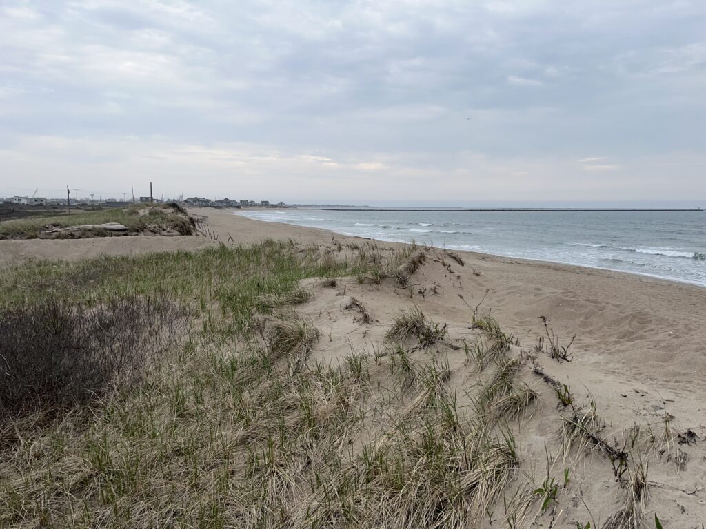 a sandy beach with plants and water (MyCoast AI)