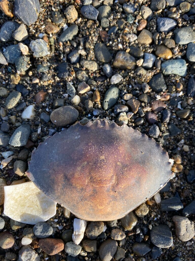 a shell on a rocky surface (MyCoast AI)