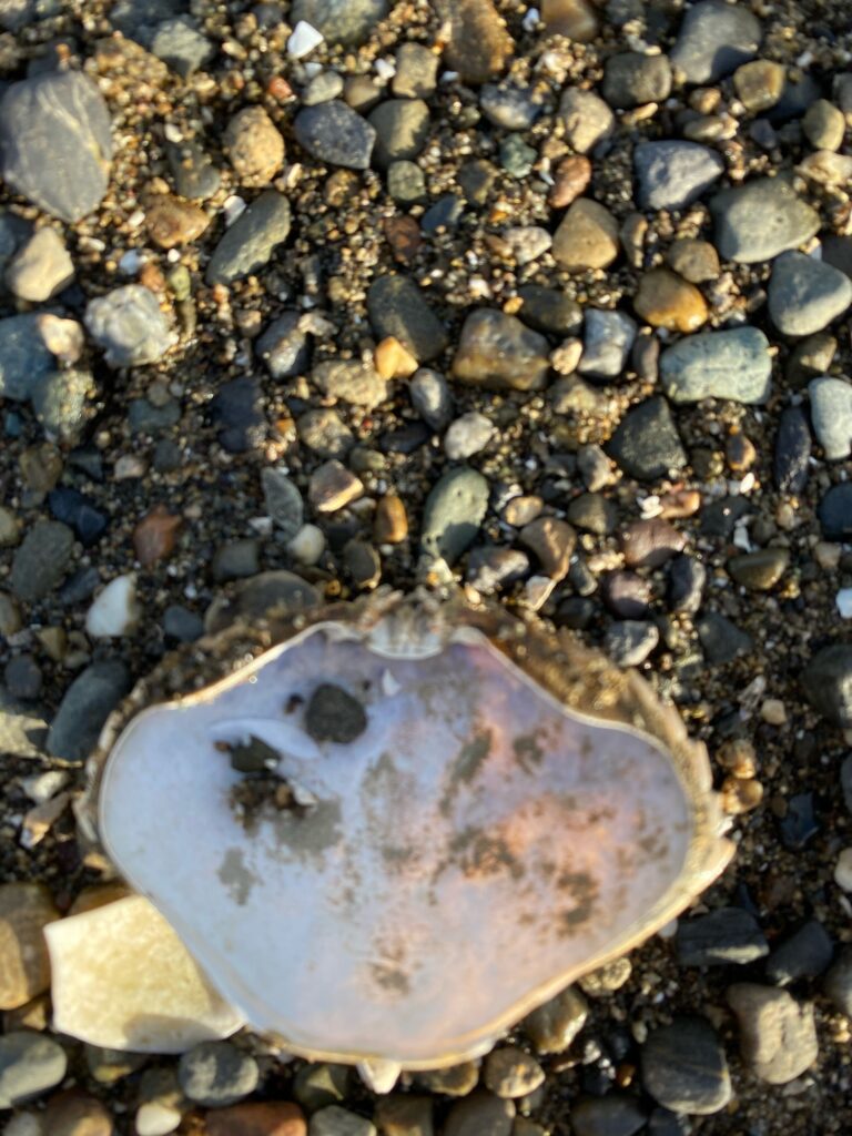 a round white object on a rocky surface (MyCoast AI)