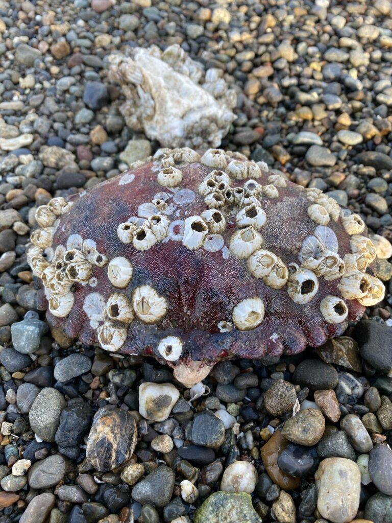 a close-up of a sea creature (MyCoast AI)