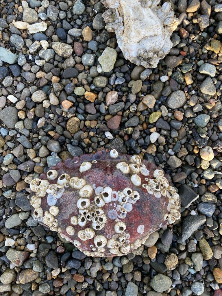 a starfish on a rocky surface (MyCoast AI)