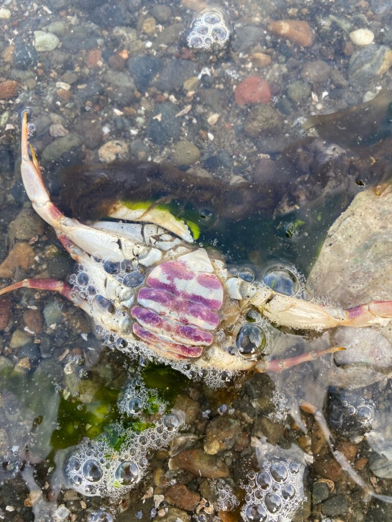 a crab on the ground (MyCoast AI)