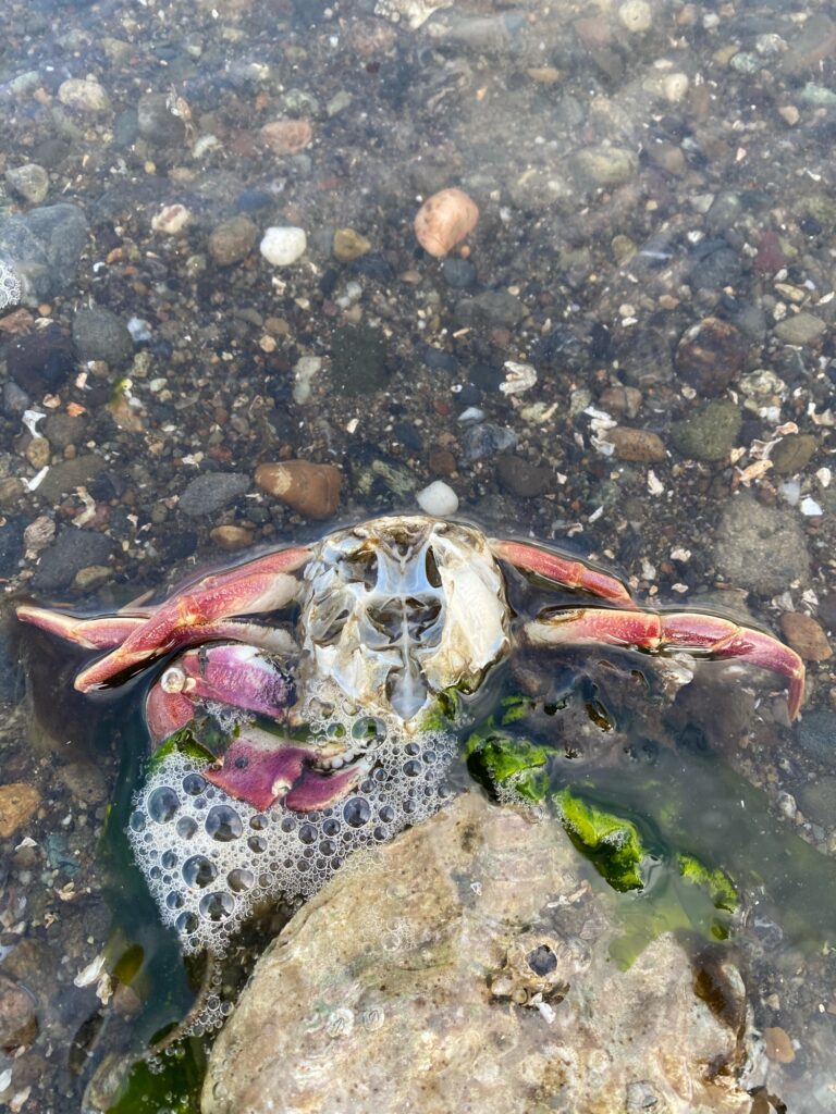 a crab on a rocky beach (MyCoast AI)