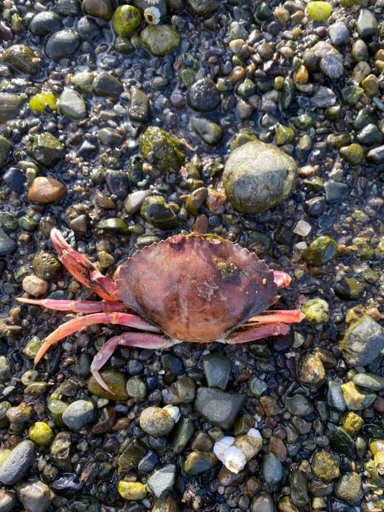 a crab on rocks (MyCoast AI)