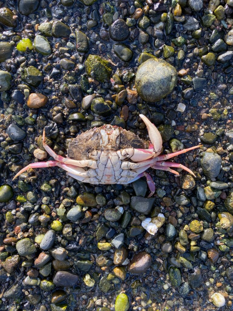 a crab on a rocky beach (MyCoast AI)