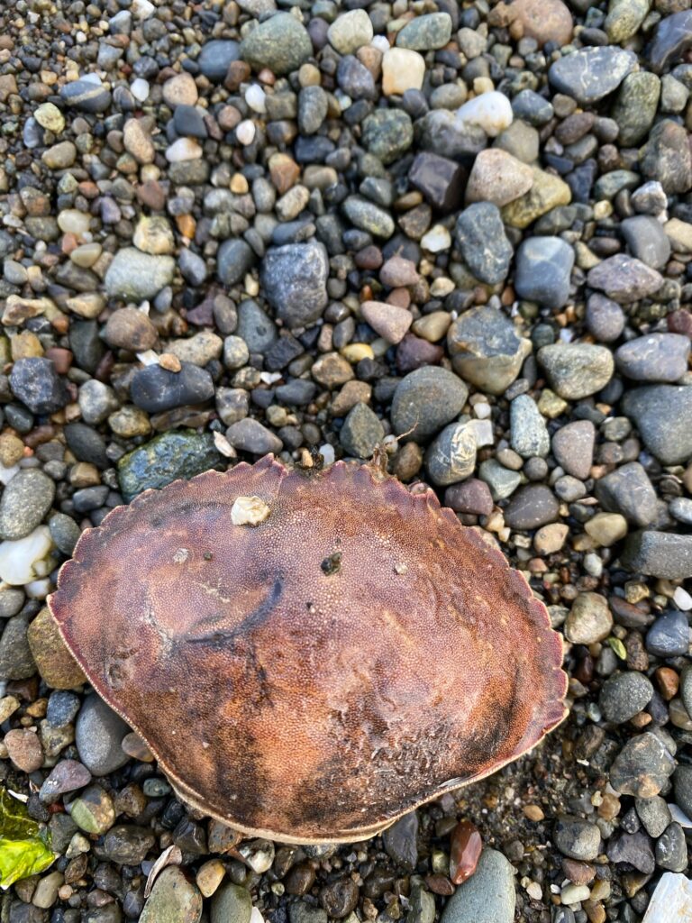 a brown and black rock on a rocky surface (MyCoast AI)